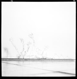 扬·多布科夫斯基